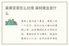 桑黃變黑怎么處理 桑樹(shù)黃金是什么